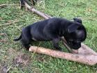 VDH Engl. Staffordshire Bullterrier Welpen