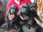 Schnoodle Welpen Großpudel x Riesenschnauzer